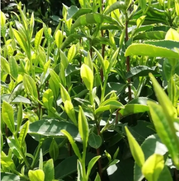 茶叶农药及化学品残留量检测