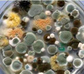 霉菌污染原因分析