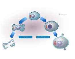 细胞凋亡