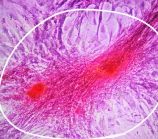 细胞成骨分化评估和检测