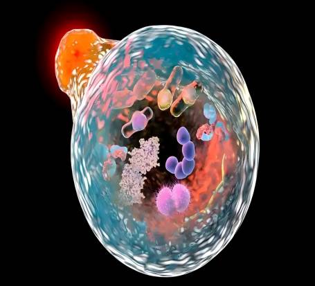 细胞基质胶侵袭实验