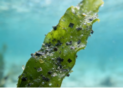 微塑料检测中红外光谱选择透射还是反射？