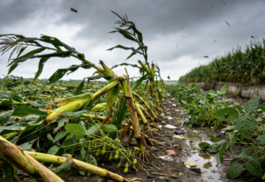 哪些农林牧渔损失需要进行价值评估？