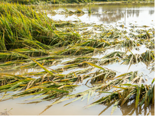 农林牧渔损失价值评估是否具有法律效力？