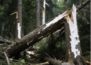 农林牧渔损失价值评估的几种方法