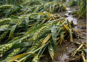 作物尚未成熟时，损失价值如何认定？