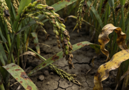 农作物毁损面积如何确定？   