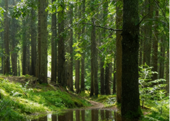 古树名木损害的价值如何认定？