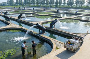 水产养殖如何评估计算损失价值？