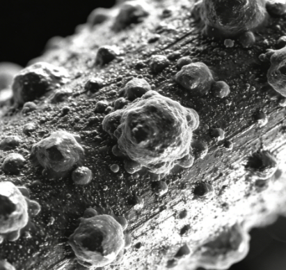 SEM 成像对样品表面状态的要求