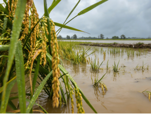 自然灾害农业损失评估标准