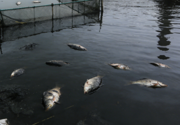 水域污染中渔业损失计算方法